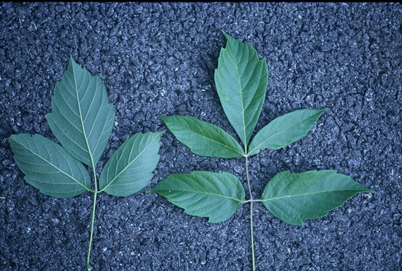 {Acer negundo}